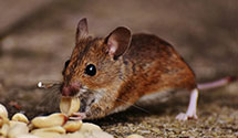 24 Hour & Emergency Exterminators in South Shore, KY